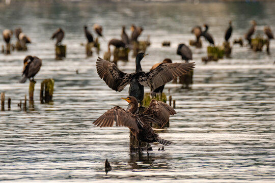 Black cormorants sit on pilings stretching out their wings
