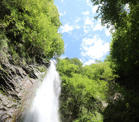 Obraz premium water spring falling from above in the lush forest