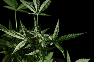 cannabis plant, beautiful plant leaves on a dark background