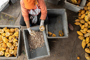 Cocoa beans and cocoa pod on a wooden surface. © freedom_naruk