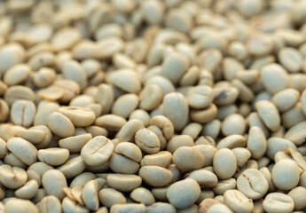 Coffee beans drying in the sun. Coffee plantations at coffee farm