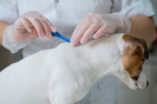 A veterinarian treats a dog from parasites by dripping medicine on the withers. 