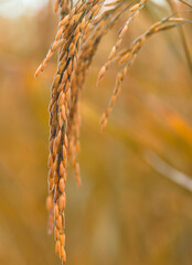 rice field at north Thailand, nature food background
