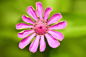 Obraz premium Close-up purple zinnia flower. Spring and summer background