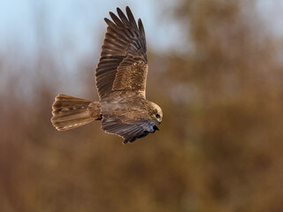 Western marsh harrier (Circus aeruginosus)