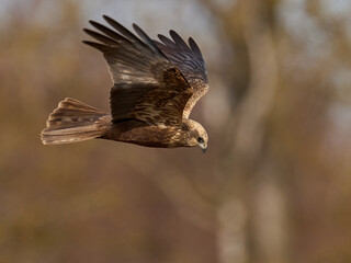Western marsh harrier (Circus aeruginosus)
