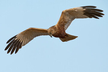 Western marsh harrier (Circus aeruginosus)
