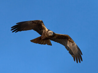 Western marsh harrier (Circus aeruginosus)