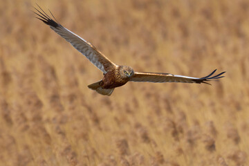 Western marsh harrier (Circus aeruginosus)