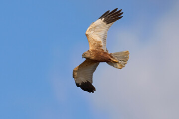 Western marsh harrier (Circus aeruginosus)