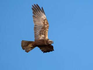 Western marsh harrier (Circus aeruginosus)