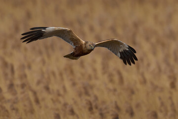 Western marsh harrier (Circus aeruginosus)