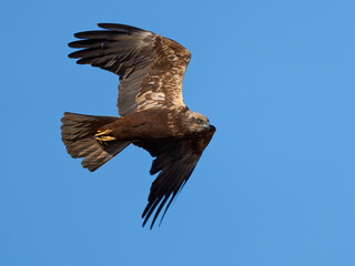 Western marsh harrier (Circus aeruginosus)