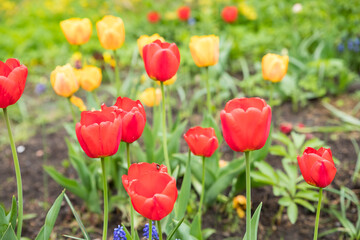 Multicolored flowerbed of yellow, red, pink blooming tulips at flower farm field in springtime.field of colorful tulips in full bloom. spring time