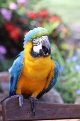 Close up from ara in Steve Irwin wildlife zoo in Brisbane in Australia