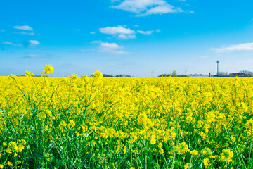 rapeseed field