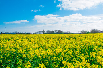 Fototapeta premium field