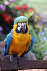 Close up from ara in Steve Irwin wildlife zoo in Brisbane in Australia