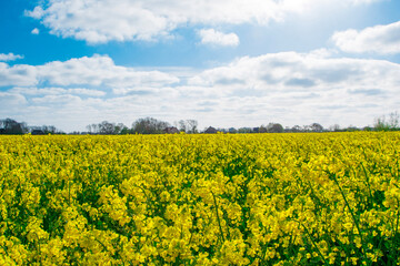 Obraz premium field