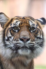 Close up from tiger in Steve Irwin wildlife zoo in Brisbane in Australia.