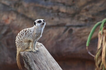 Meercat standing in Steve Irwin Wildlife zoo in Brisbane in Australia.
