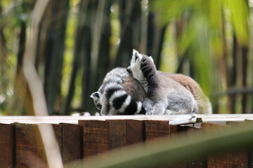 Kattas sleeping in Steve Irwin wildlife zoo in Brisbane in Australia