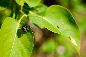 bug on leaf