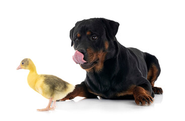 rottweiler and gosling