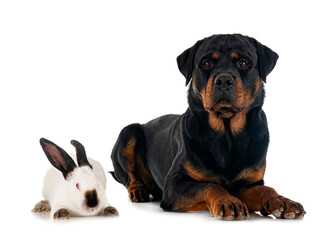rottweiler and rabbit