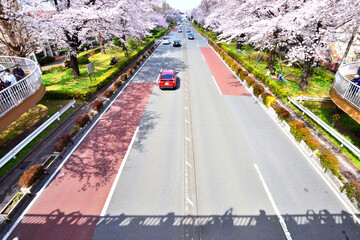 国立大学通りの満開に咲くさくら