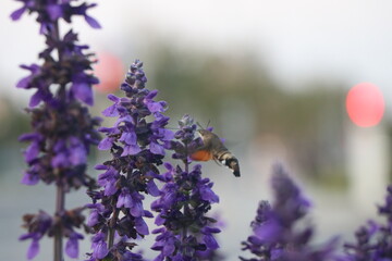 bumble bee on lavender