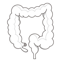Vector illustration of the large intestine.