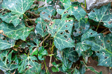 Ivy leaves with holes from diseases and damaged by insects. Protection of garden plants from pests.