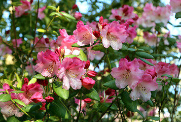 Flowering rhododendron exbeima. April in the garden.