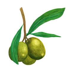 Olive branch watercolor illustration. Ripe green fruits, juicy leaves on sprig of mediterranean tree. Botanical sketch, natural healthy food. Hand drawn illustration isolated on white background