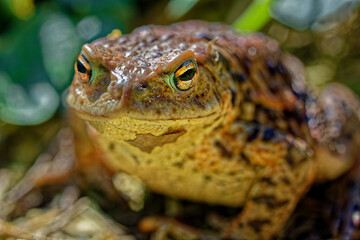 Erdkröte - Common toad (Bufo bufo)
