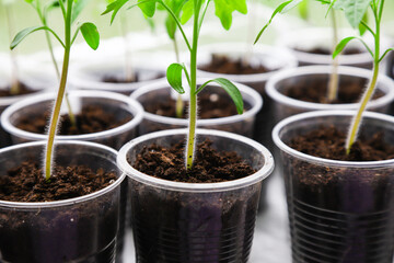 Young tomato seedlings in pots on a white window. Close-up. Seedlings and harvest