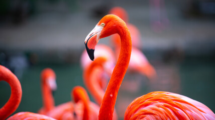 A flock of pink flamingos. Pink flamingo beauty birds. Caribbean flamingo. Big bird is relaxing...