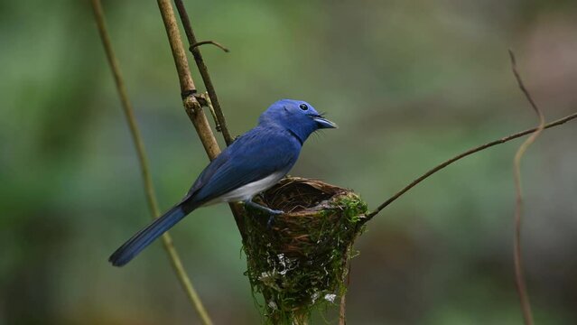 A male individual perched on its nests looking around while the nestlings are begging for food, Black-naped Blue Flycatcher, Hypothymis azurea, Kaeng Krachan, Thailand.