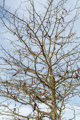 Gleditsia triacanthos. Acacia tree with pods and seeds three thorns.