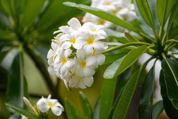 Obraz na płótnie Canvas White plumeria rubra flowers. Frangipani flower. White Frangipani flower bouquet.