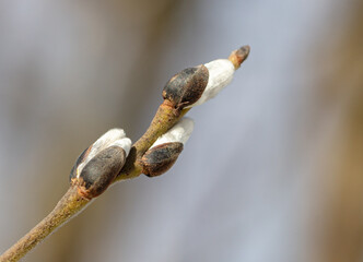 Buds on willow branches in nature.
