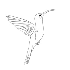 Colibrí Vector © Brandon