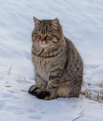 Portrait of a cat in the snow