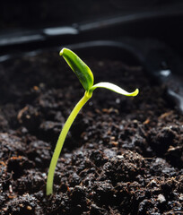 A small sprout of bell pepper sprouts in the ground.