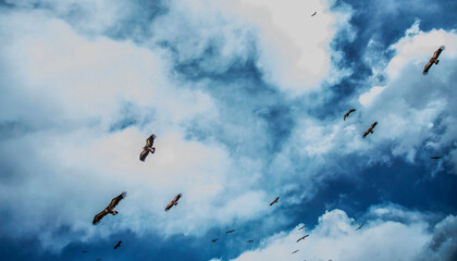 Vultures flying in the sky