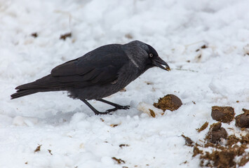 Crow on the snow in winter