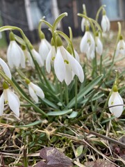 First snowdrop flowers blooming  in the spring garden with green leaves