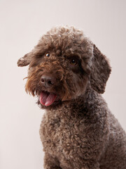 lagotto romagnolo on a beige background. Portrait of a funny puppy in the studio