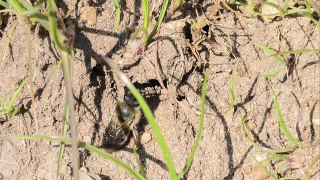 Filmmaterial von Erdbienen Weibchen und M&auml;nnchen am Boden bei der Fortpflanzung und Liebesspiel in der Erde im Loch, Deutschland